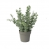 EUCALYPTUS IN FLOWER POT 26CM
