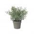 TREFOIL IN FLOWER POT 24CM