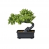 POT WITH MINI BONSAI REAL TOUCH 17CM
