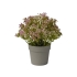 GYPSOPHILA IN POT FUCHSIA 18CM