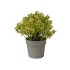 GYPSOPHILA IN POT YELLOW 18CM