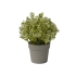 GYPSOPHILA IN POT WHITE 18CM
