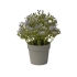 GYPSOPHILA IN POT PURPLE 18CM