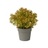 GYPSOPHILA IN POT ORANGE 18CM
