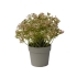 GYPSOPHILA IN POT PINK 18CM