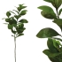 ARTIFICIAL INDIAN LAUREL BRANCH GREEN/BROWN REAL TOUCH 75CM