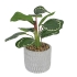 CALATHEA LEAF IN FLOWER POT REAL TOUCH 28CM