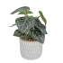 CELEBES LEAF IN FLOWER POT REAL TOUCH 28CM
