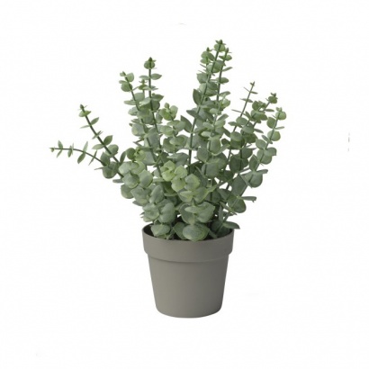 ΓΛΑΣΤΡΑΚΙ ΕΥΚΑΛΥΠΤΟΣ 26ΕΚ.